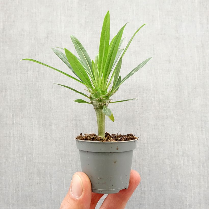 Pachypodium lamerei - Madagascar palm 7.5L/10L pot sample as delivered in spring