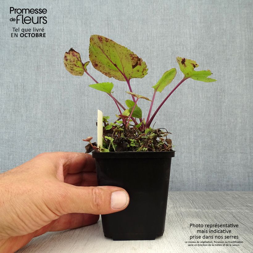 Packera aurea 8/9 cm pot sample as delivered in autumn