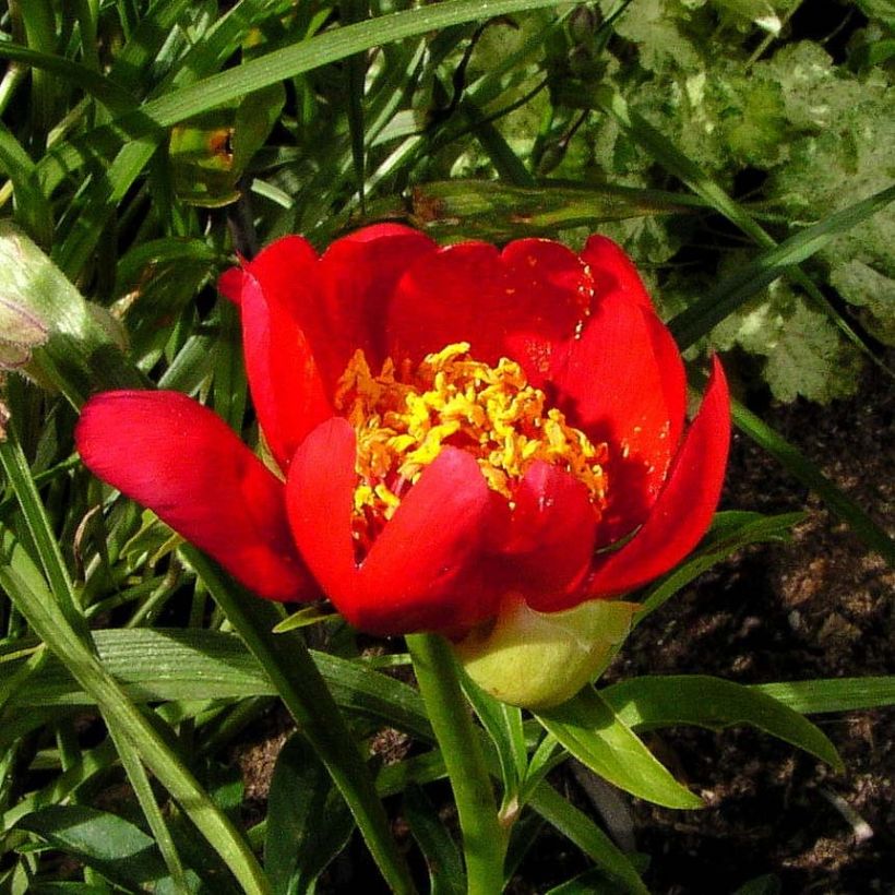 Paeonia lobata Sunshine (Flowering)