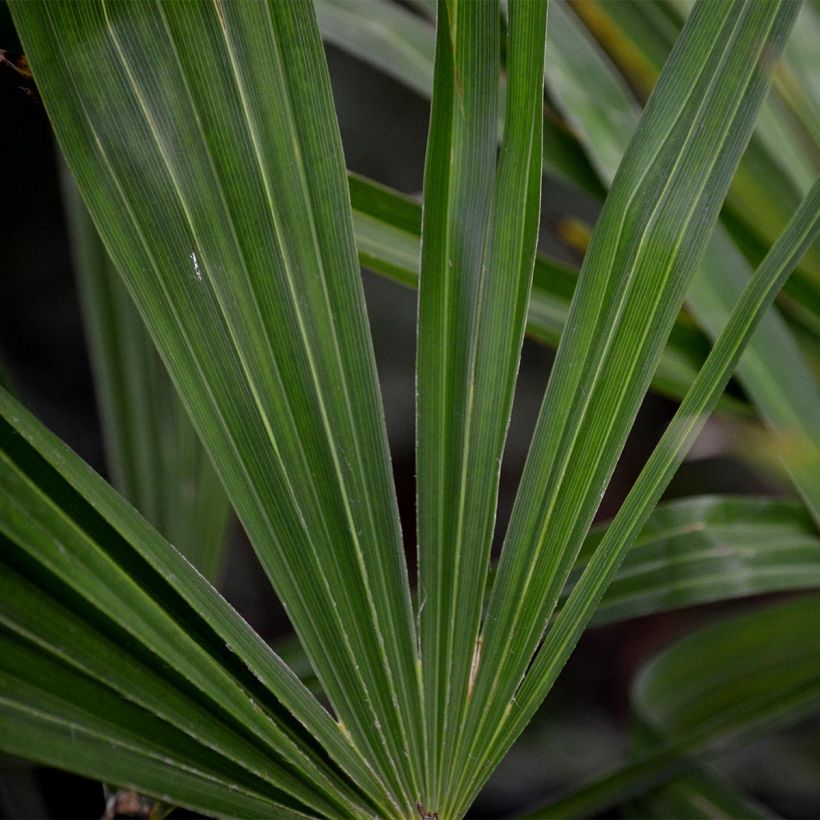 Trachycarpus fortunei - Chinese Windmill Palm (Foliage)