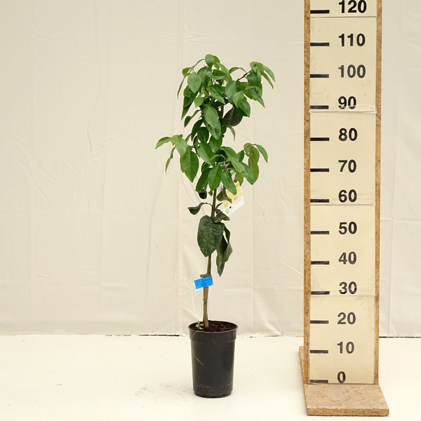 Grapefruit - Citrus x paradisi 3L/4L pot, ClumpShipped height around 70/90cm sample as delivered in spring