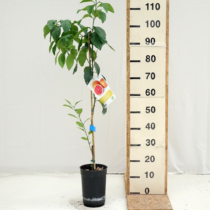 Grapefruit - Citrus x paradisi 7.5L/10L pot, Half standard sample as delivered in summer