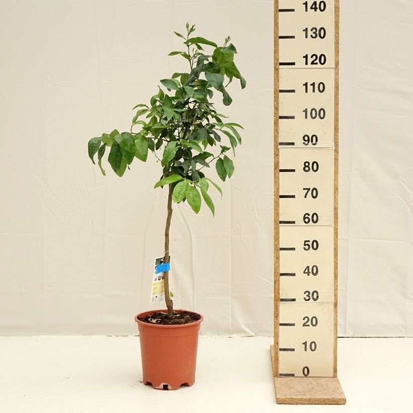 Grapefruit - Citrus x paradisi 7.5L/10L pot, Half standardShipped height around 120/130cm sample as delivered in spring