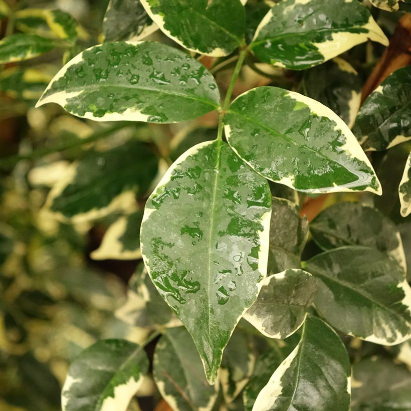 Pandorea jasminoïdes Variegata - Bower Vine (Foliage)