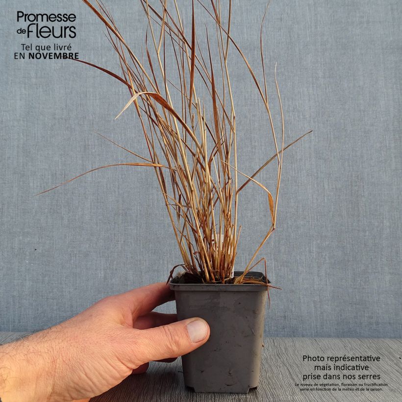 Panicum virgatum Cheyenne Sky - Switchgrass 8/9 cm pot sample as delivered in autumn