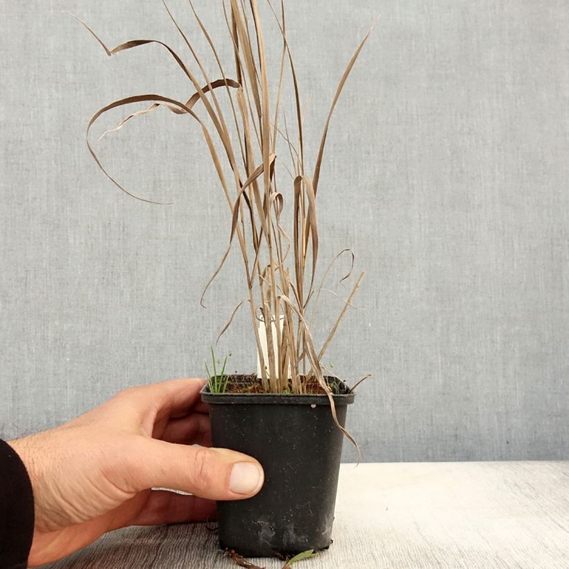 Panicum virgatum Cloud Nine - Switchgrass 8/9 cm pot sample as delivered in autumn