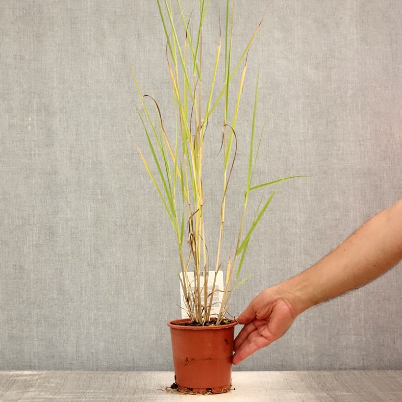 Panicum virgatum Cloud Nine - Switchgrass 1L/1.5L pot sample as delivered in summer