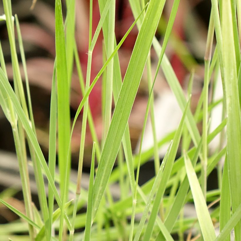 Panicum virgatum Heiliger Hain - Switchgrass (Foliage)