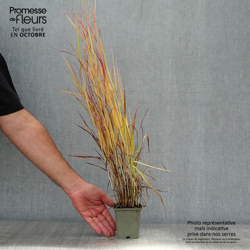 Panic érigé - Panicum virgatum Hot Rod Godet de 9cm sample as delivered in autumn