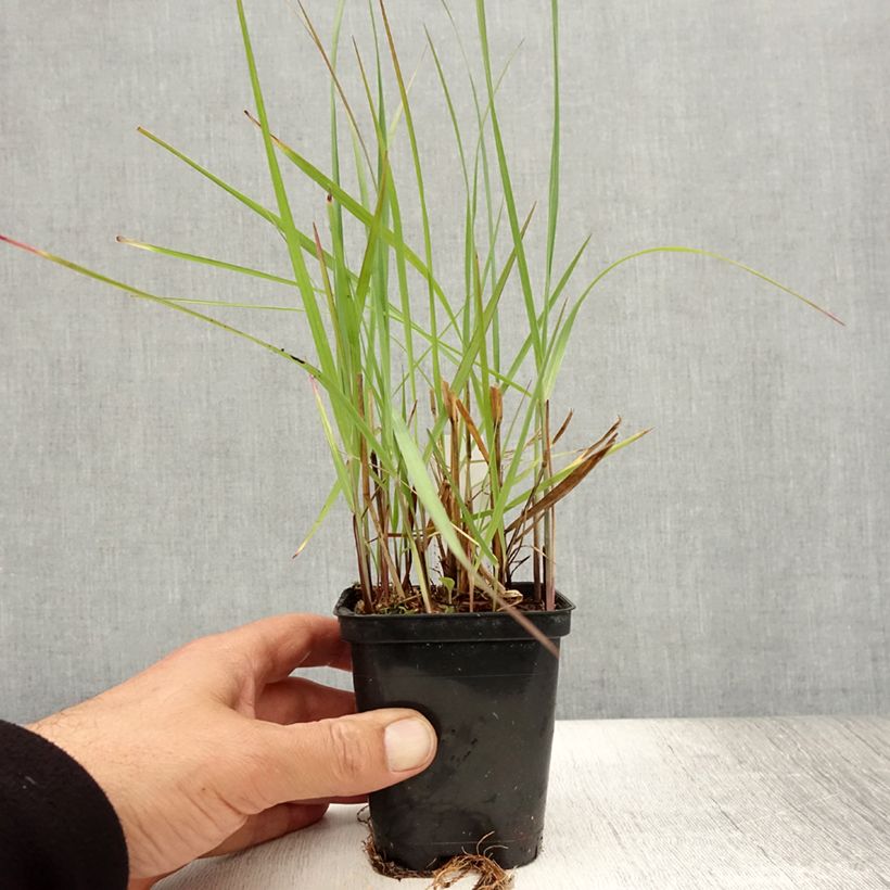 Panicum virgatum Northwind - Switchgrass 8/9 cm pot sample as delivered in summer