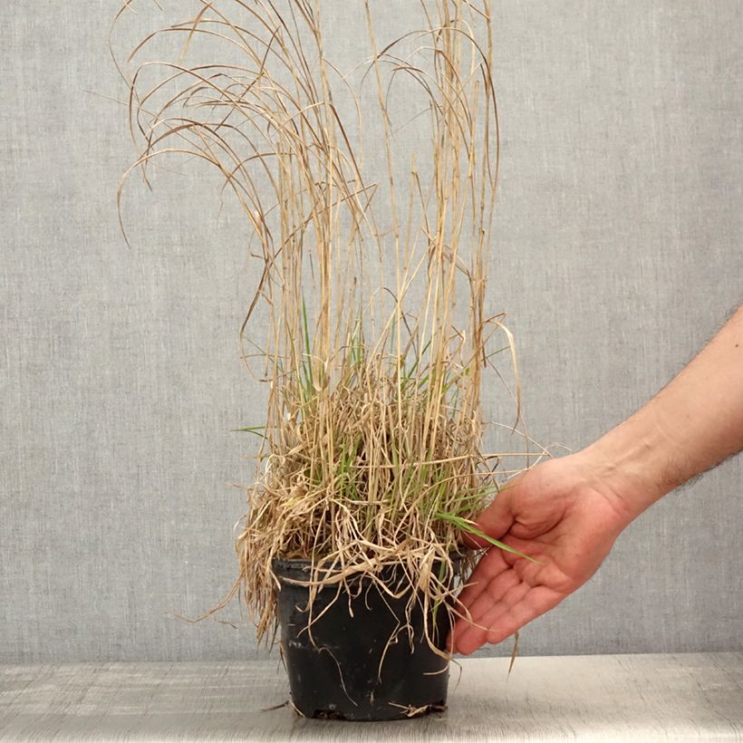 Panicum virgatum Prairie Sky - Switchgrass 2L/3L potShipped height around 80/100cm sample as delivered in spring