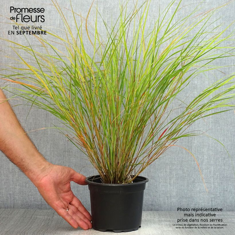 Example of Panicum virgatum Rehbraun - Switchgrass as you get in ete