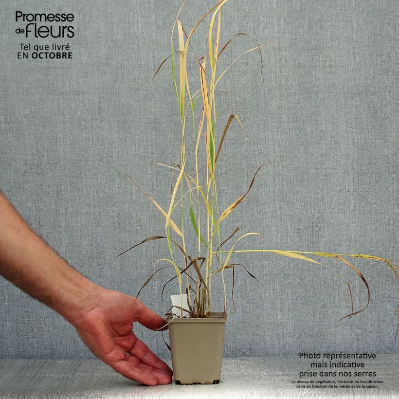 Panicum virgatum Sangria - Switchgrass 8/9 cm pot sample as delivered in autumn
