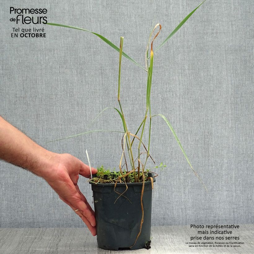 Panicum virgatum Sangria - Switchgrass 2L/3L pot sample as delivered in autumn