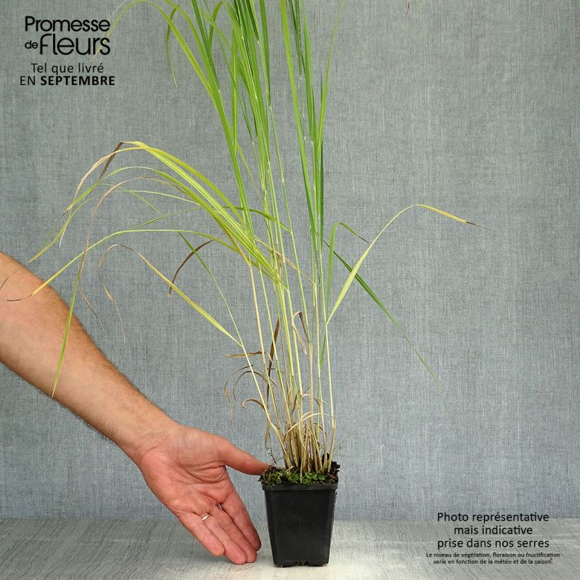 Panic érigé - Panicum virgatum Thundercloud  Godet de 9cm sample as delivered in autumn