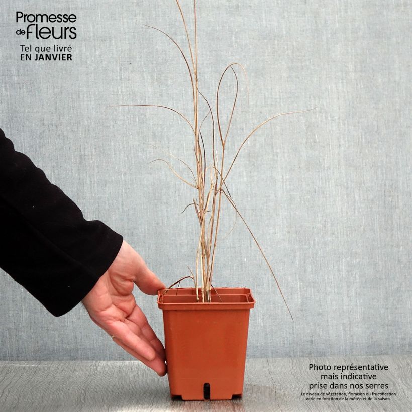 Panicum virgatum Purple Breeze - Pot de 1L/1,5L sample as delivered in winter