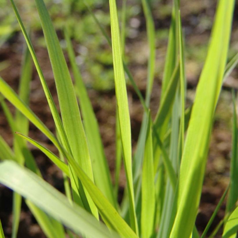 Panicum virgatum Rehbraun - Switchgrass (Foliage)