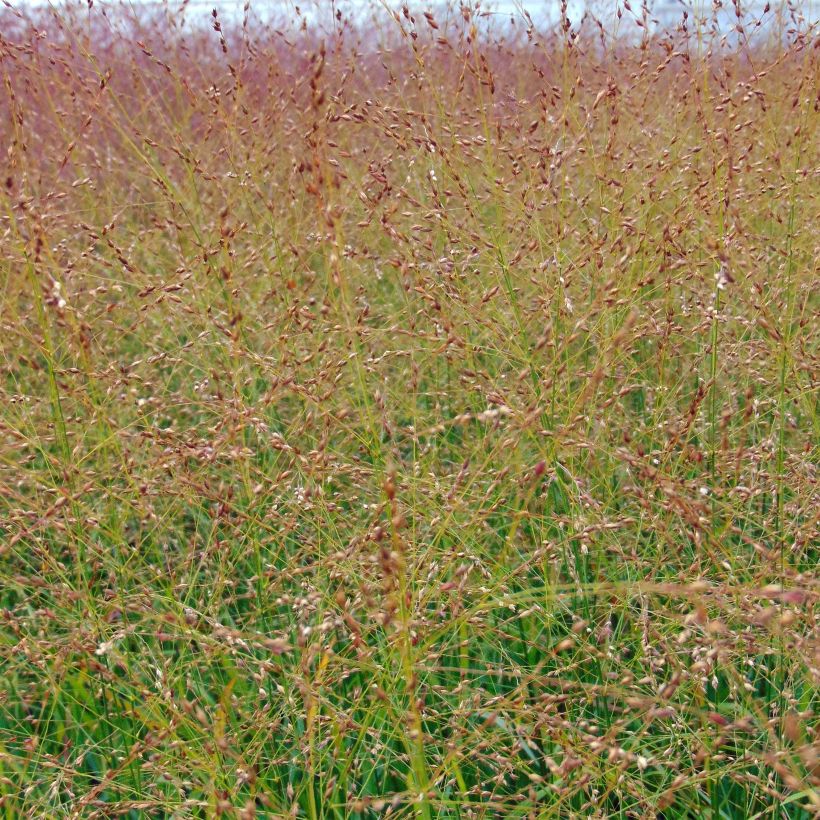 Panicum virgatum Rotstrahlbusch - Switchgrass (Flowering)