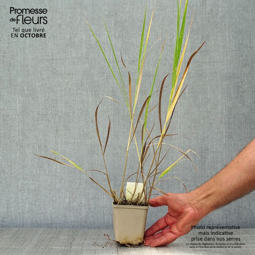Panicum virgatum Squaw - Switchgrass 8/9 cm pot sample as delivered in autumn