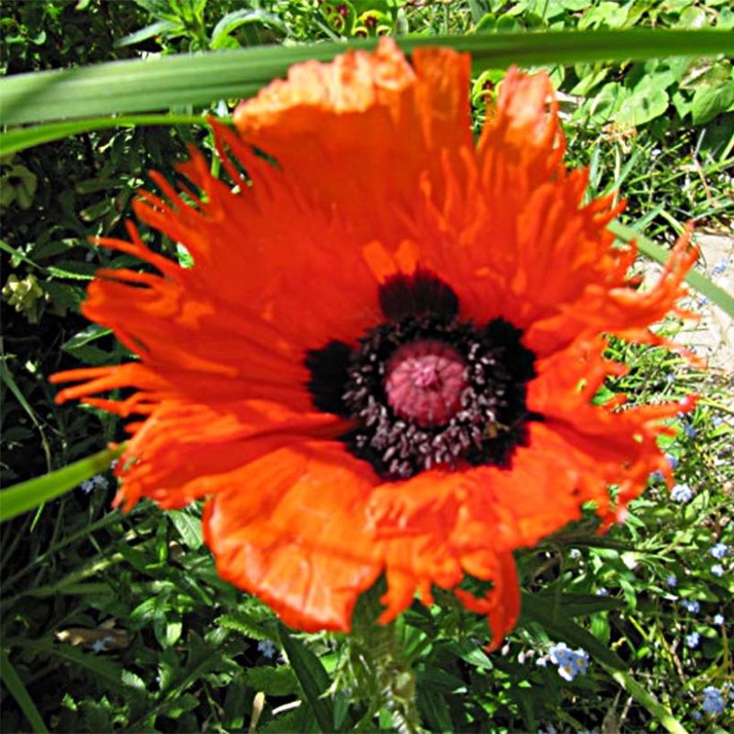 Papaver orientale Curlilocks - Oriental Poppy (Flowering)
