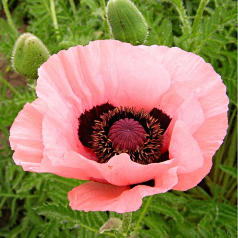 Papaver orientale Helen Elisabeth - Oriental Poppy (Flowering)