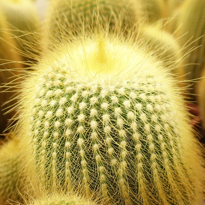 Parodia leninghausii (Foliage)