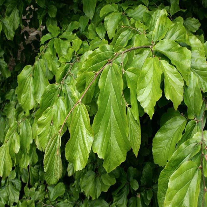 Parrotia persica - Persian Ironwood (Foliage)