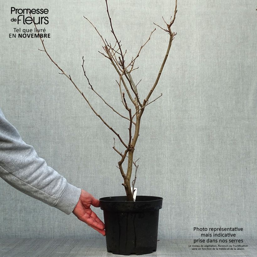 Parrotia persica Vanessa - Arbre de fer Pot de 4L/5L sample as delivered in autumn