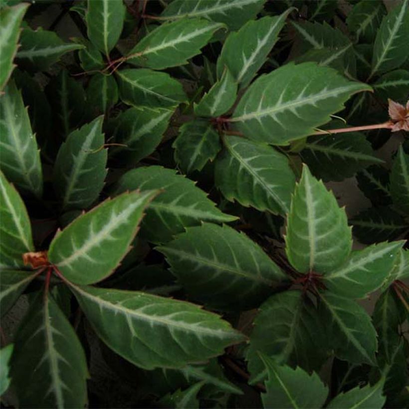Parthenocissus henryana (Foliage)