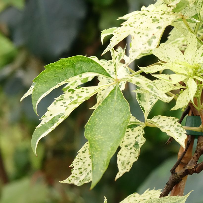 Parthenocissus quinquefolia Star Shower- Virginia Creeper (Foliage)