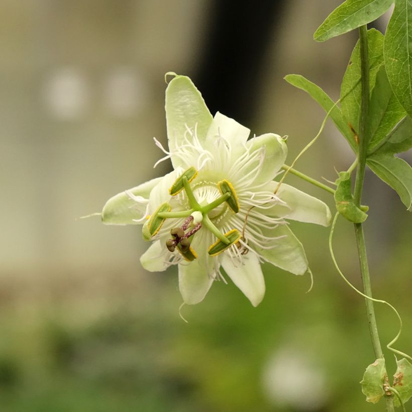 Passiflora caerulea- Passion Flower (Flowering)