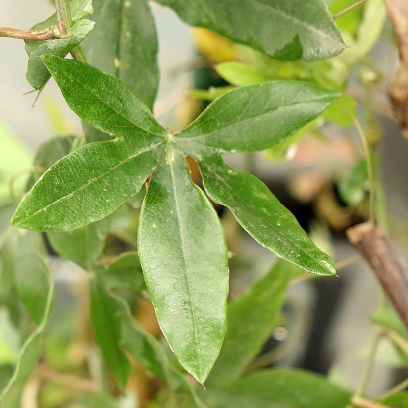 Passiflora caerulea Clear Sky- Passion Flower (Foliage)