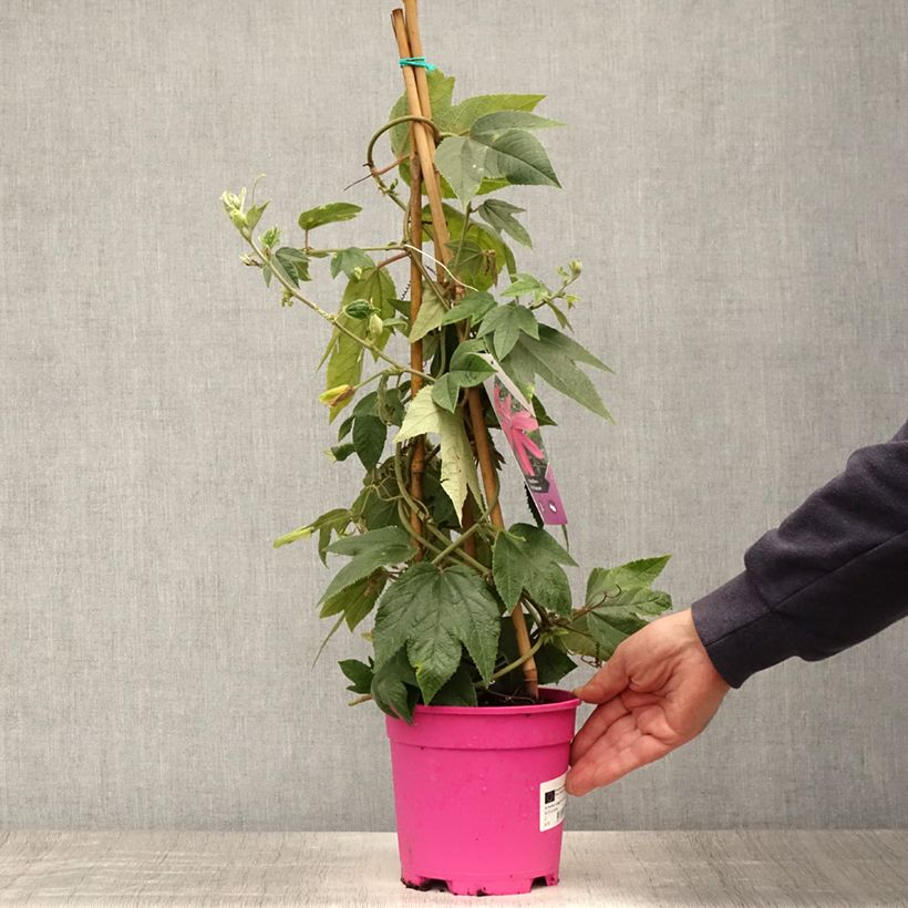 Passiflora Pink Passion- Passion Flower 2L/3L potShipped height around 80cm sample as delivered in summer