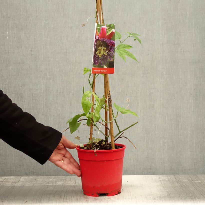 Passiflora Marijke - Passion Flower 2L/3L pot sample as delivered in autumn