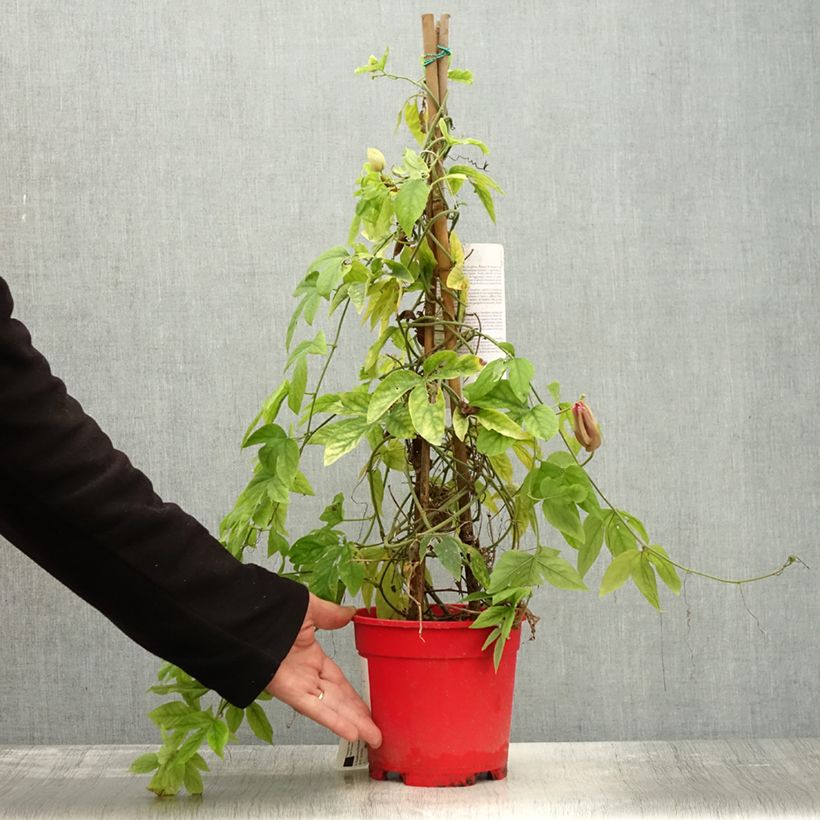 Passiflora Michael- Passion Flower 2L/3L pot sample as delivered in autumn