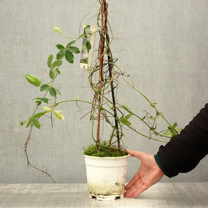 Passiflora Panda- Passion Flower 2L/3L pot sample as delivered in autumn