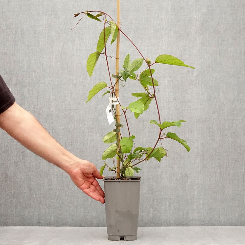 Passiflora Eugenie- Passion Flower 3L/4L potShipped height around 60/70cm sample as delivered in spring