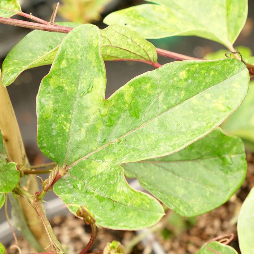 Passiflora Eugenie- Passion Flower (Foliage)