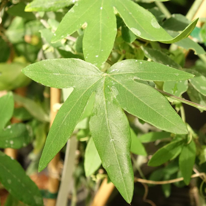 Passiflora Snow Queen- Passion Flower (Foliage)