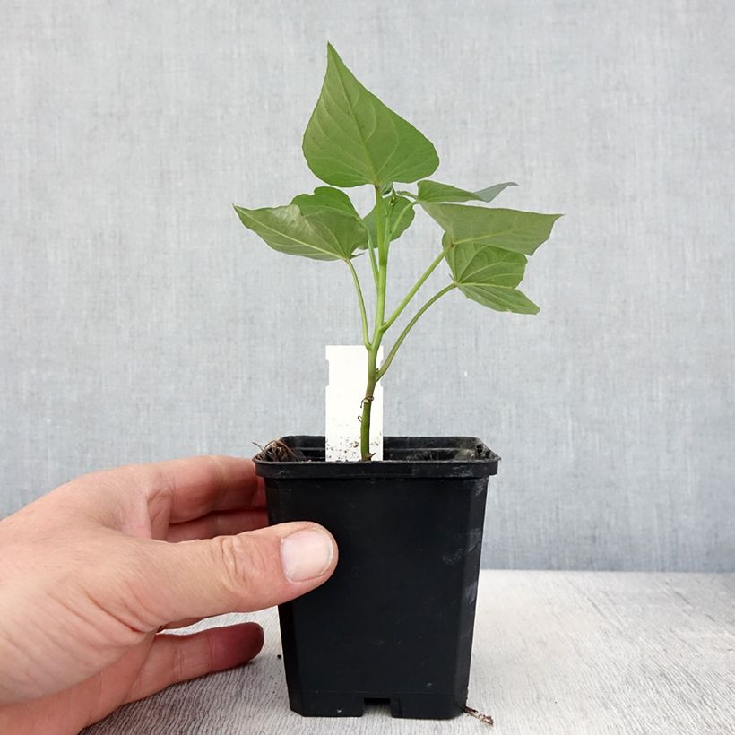 Patate douce Bonita en plants - Ipomoea batatas - Pot de 10 cm/11cm sample as delivered in spring