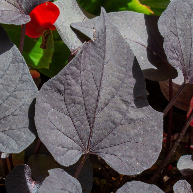 Sweet Potato Sakura - Ipomoea batatas (Foliage)