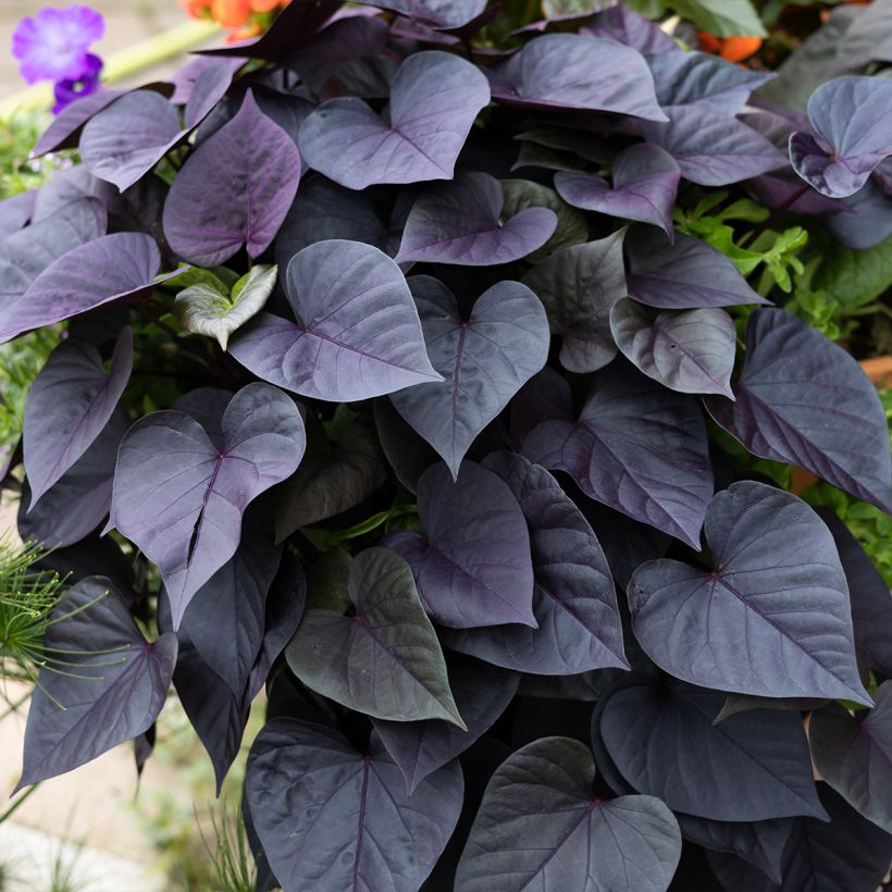 Sweet Potato Sakura - Ipomoea batatas (Plant habit)
