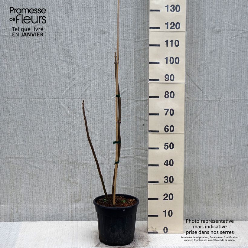 Paulownia elongata - Arbre impérial - Pot de 7,5L/10L sample as delivered in winter