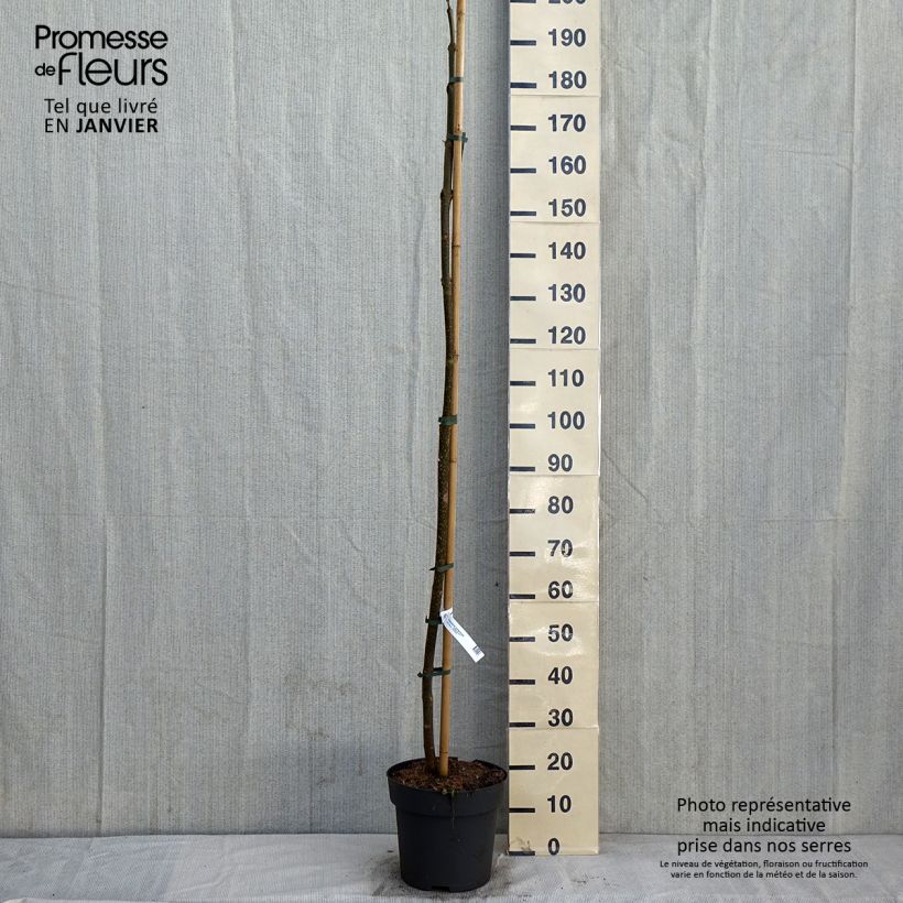 Paulownia tomentosa - Arbre impérial Pot de 10L sample as delivered in winter