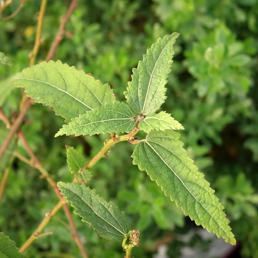 Pavonia Flamboyant® - Rock Rose (Foliage)