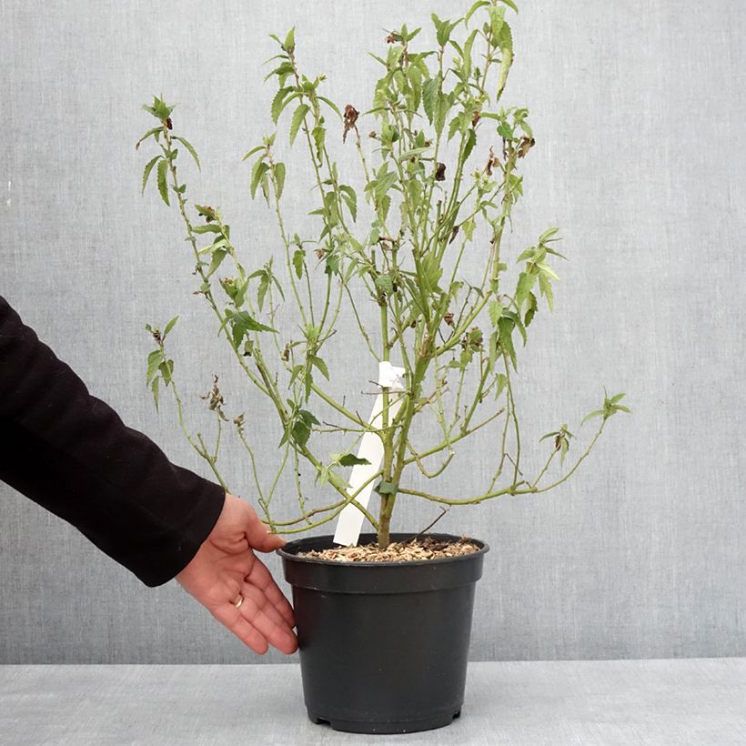 Pavonia Flamboyant® - Rock Rose 4L/5L pot sample as delivered in winter