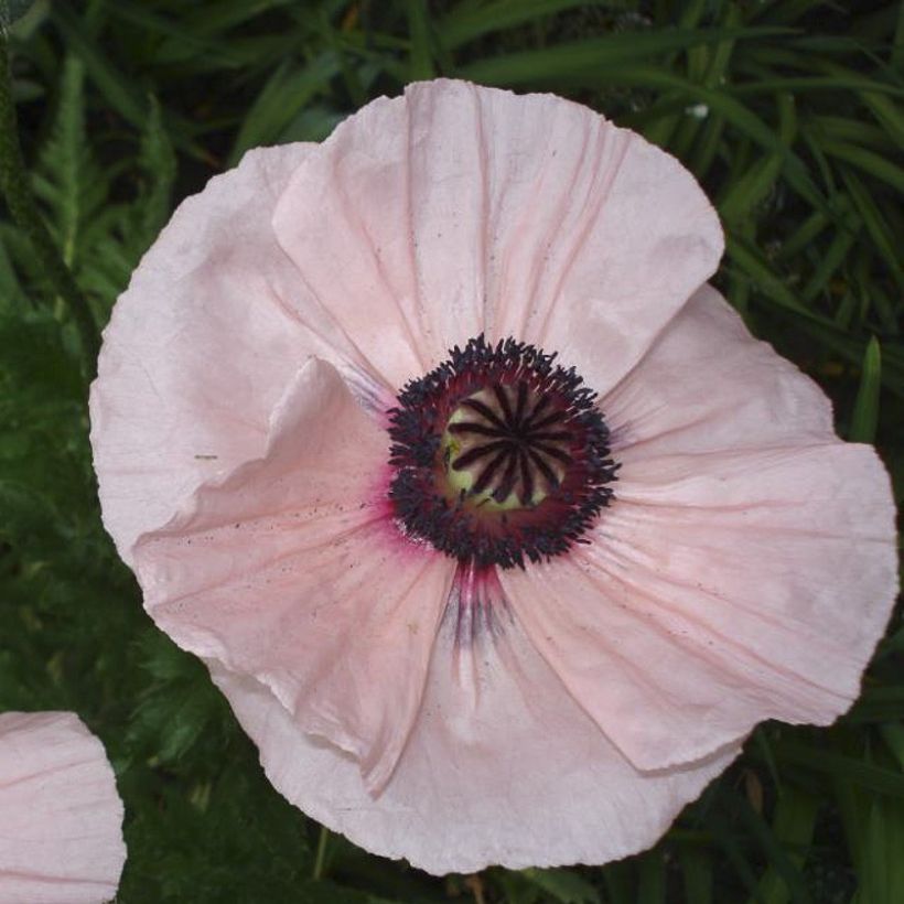 Papaver orientale Karine - Oriental Poppy (Flowering)