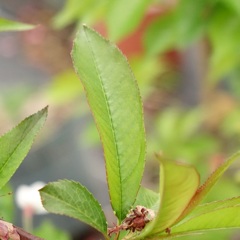 Prunus persica Taoflora Red - Peach Tree (Foliage)