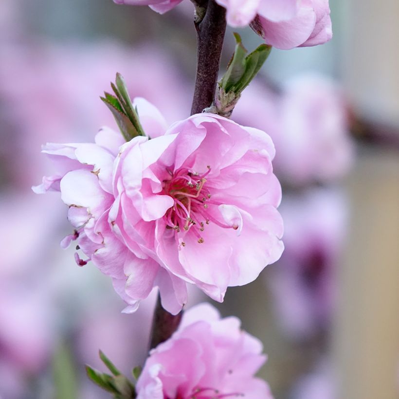 Prunus persica Taoflora Red - Peach Tree (Flowering)