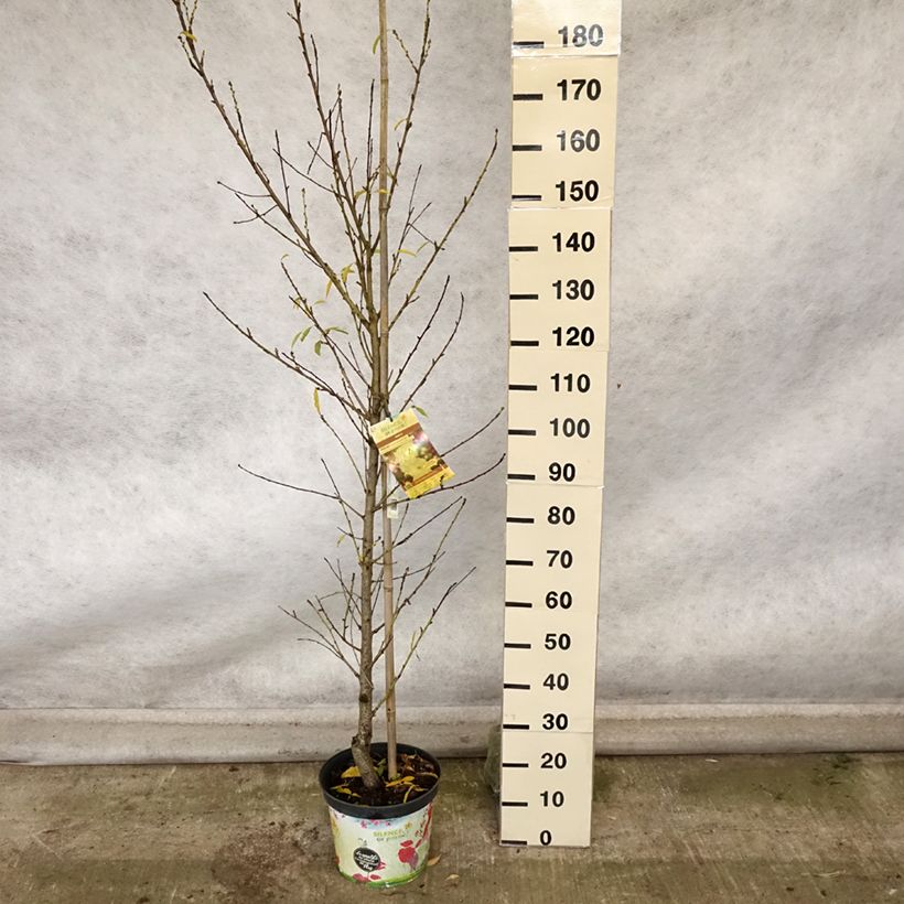 Prunus persica Taoflora White - Peach Tree 7.5L/10L pot sample as delivered in autumn